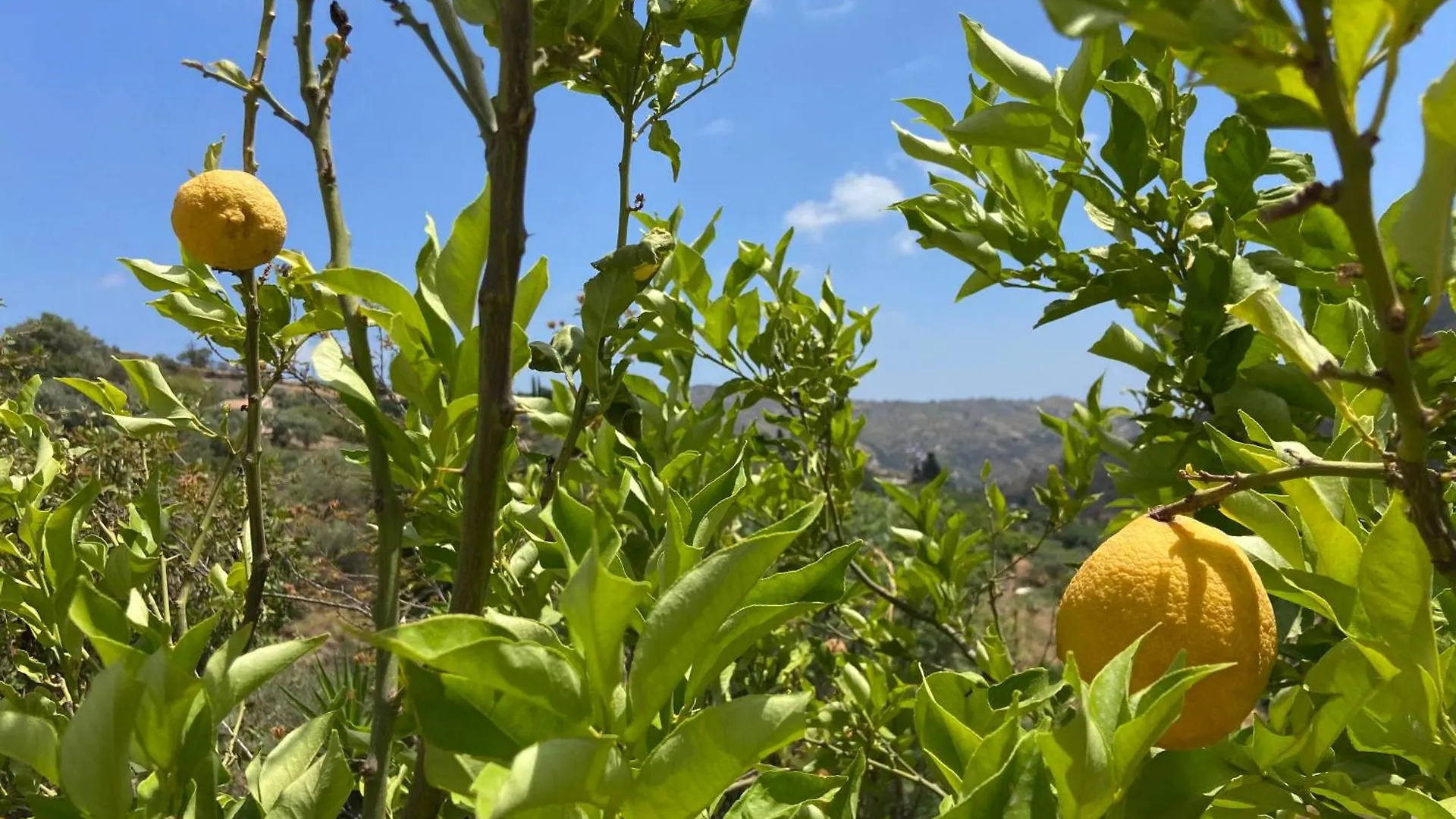 Casa Citron Villa Malaga Holiday home